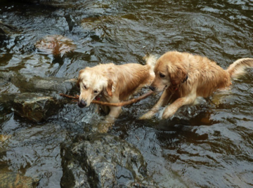 Ruby & Scout
